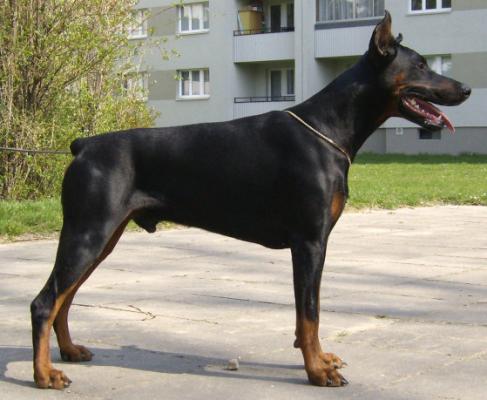 Jack Abba-Sonia | Black Doberman Pinscher