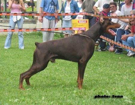 Zola By Free Half | Brown Doberman Pinscher