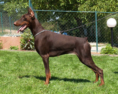 Paradise di Altobello | Brown Doberman Pinscher