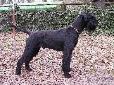 Baiko vom Hatzbachtal | Giant Schnauzer 