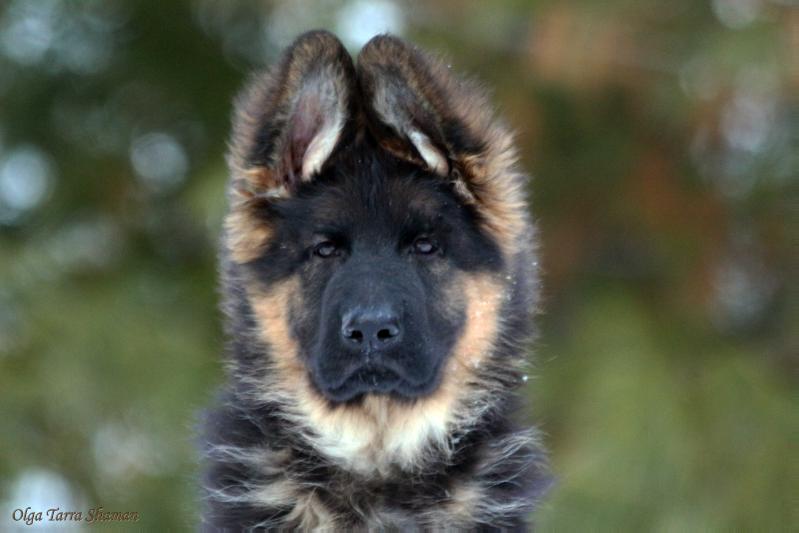 Olga Tarra Shaman | German Shepherd Dog 