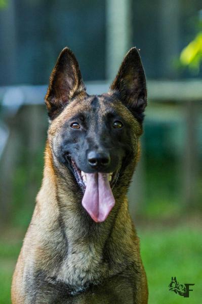 Bennassi Ingrando | Belgian Malinois 