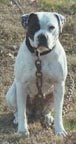 BackWoods Cracker Girl | American Bulldog 