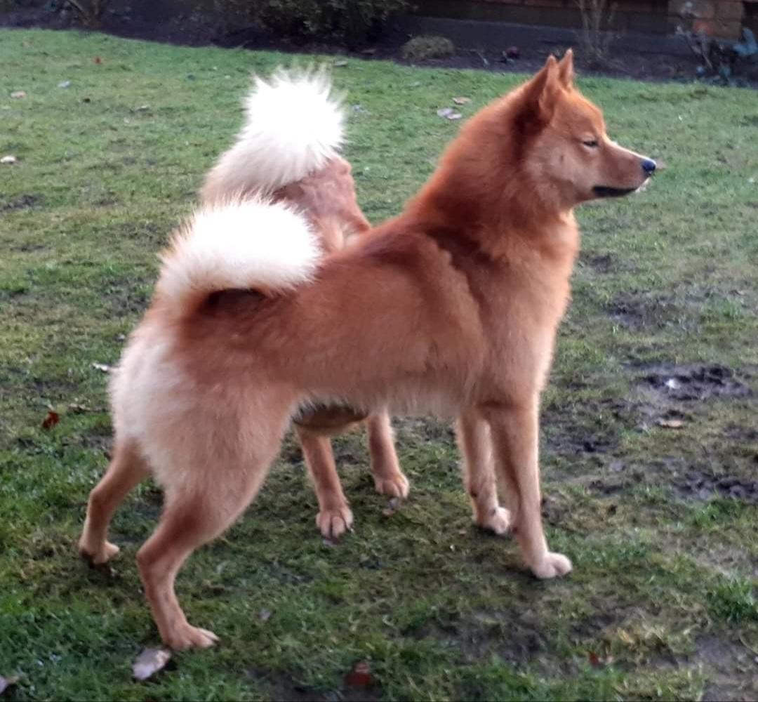 Flaming Fox Leo | Finnish Spitz 