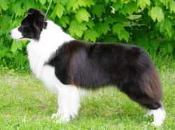 Lucky for You Armani | Border Collie 