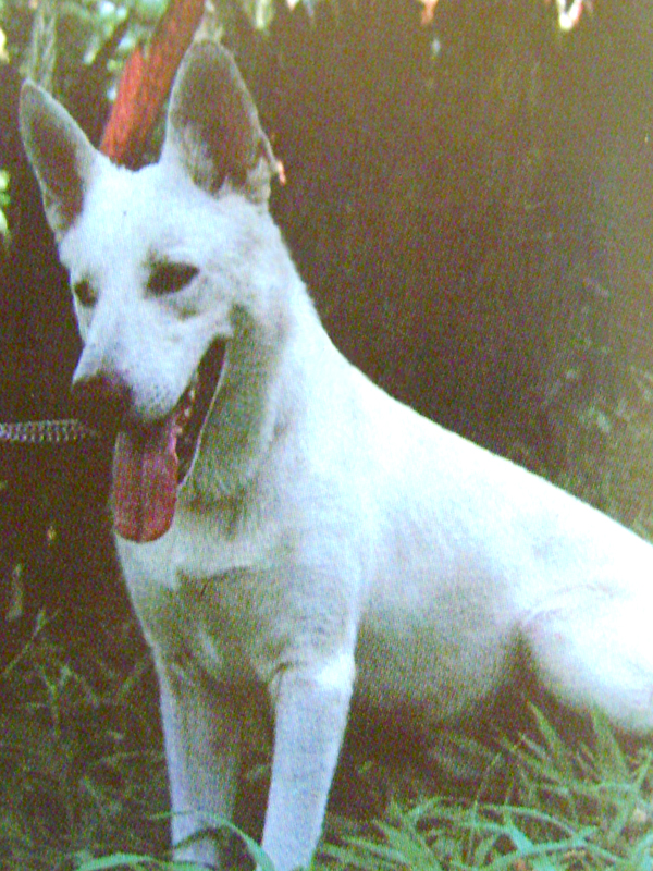 Baskashe das Pedras Brancas | White Swiss Shepherd Dog 