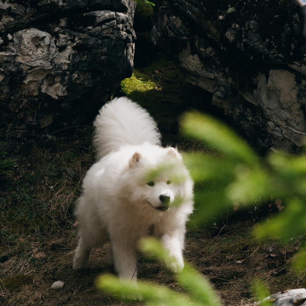 Belyi Volk Mekanopsis Grandis | Samoyed 