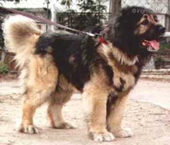 Tskent | Caucasian Mountain Dog 