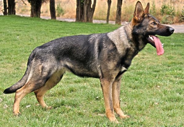 Boudicca de Poputchik | German Shepherd Dog 