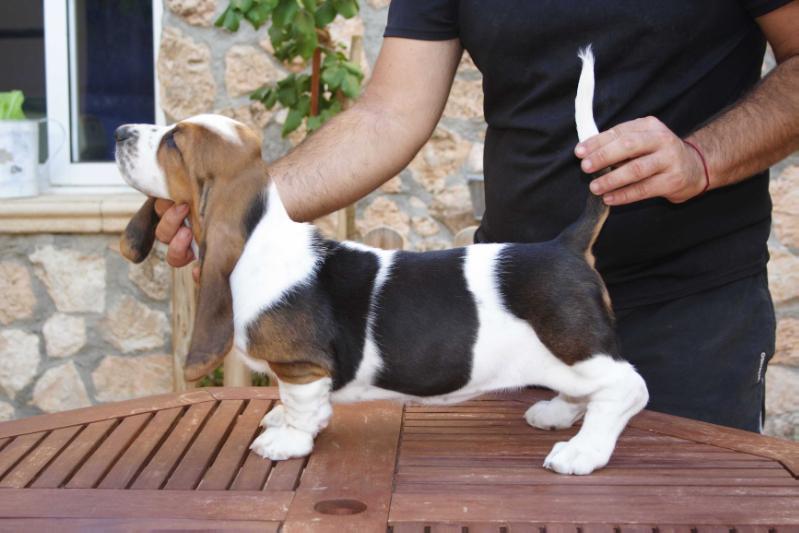 ELENA DE VALLISLONGA | Basset Hound 