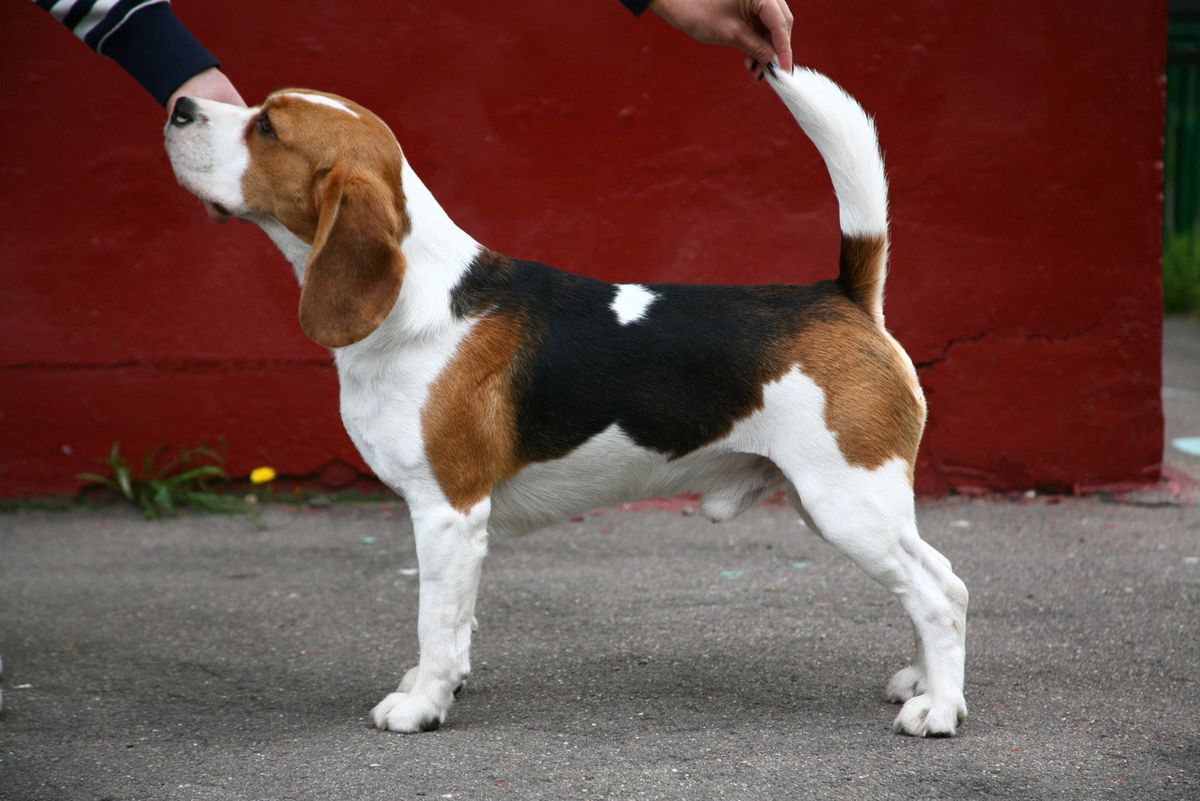 GARDE-CHASSE SU CHARIZMA | Beagle 