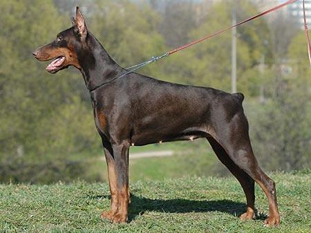 Danuta iz Zoosfery | Brown Doberman Pinscher