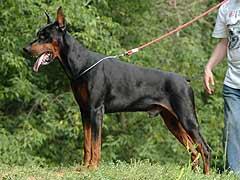 Elsinor iz Zoosfery | Black Doberman Pinscher