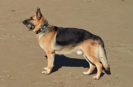 Orkan Gos de Loren | German Shepherd Dog 