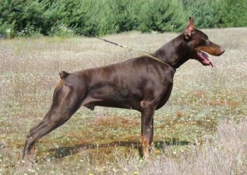 Tira Vento Choco | Brown Doberman Pinscher