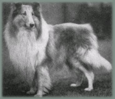 Backwoods Fellow | Rough Collie 