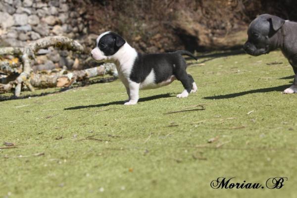 Authentic Story Just a Real Italian Touch | American Staffordshire Terrier 