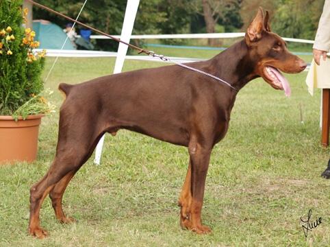 Jerry z Tomky | Brown Doberman Pinscher