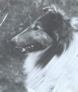 Parader's Golden Image | Rough Collie 