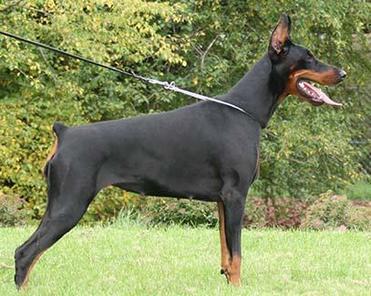 Estella v. Harten Kern | Black Doberman Pinscher