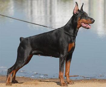 Kabbalah iz Zoosfery | Black Doberman Pinscher