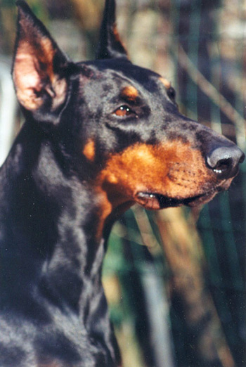 Zara du Bois de Lindthout | Black Doberman Pinscher