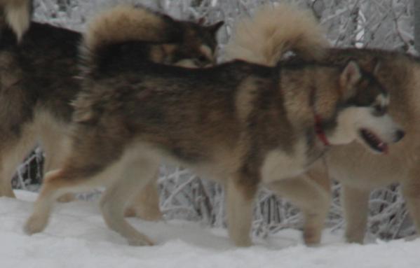 Najanin's Windsong Una | Alaskan Malamute 