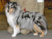 Shaizach Magnifique | Shetland Sheepdog 