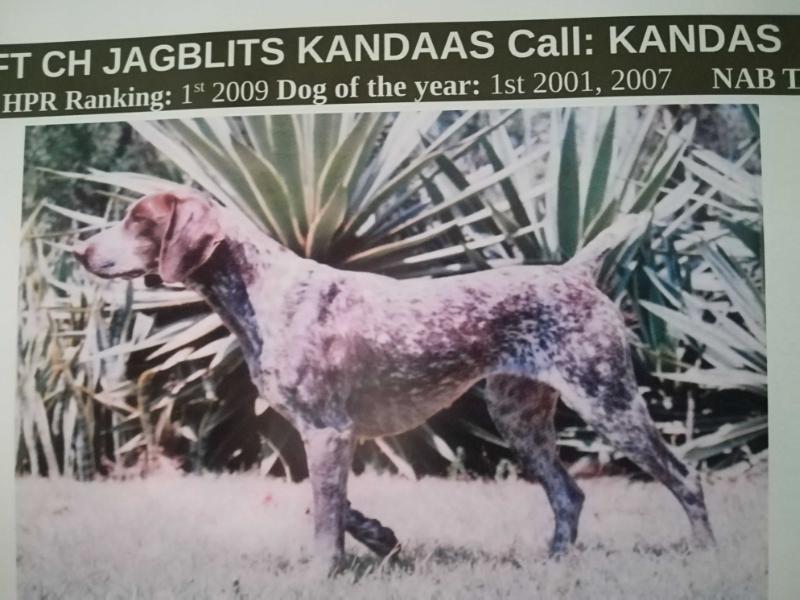 F.T JAGBLITS KANDAAS NA | German Shorthaired Pointer 