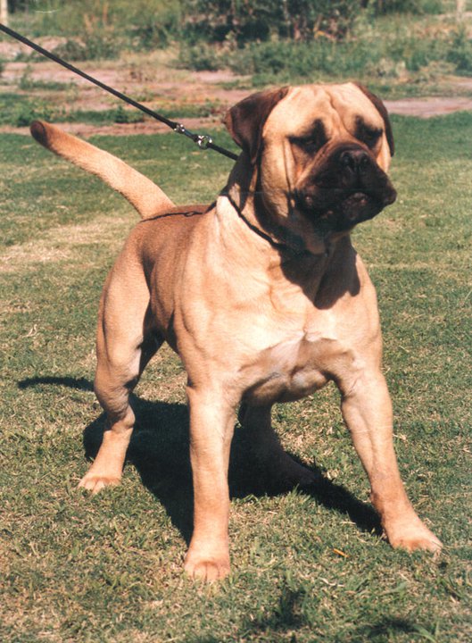 Sur Win's Tyson | Bullmastiff 