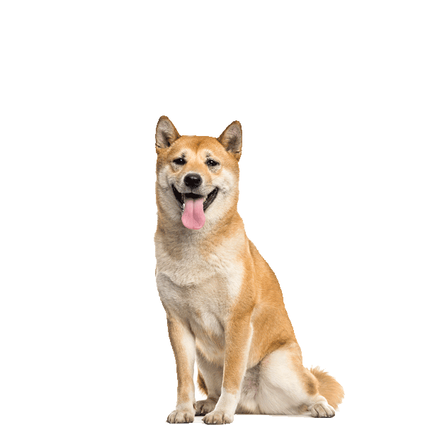 Shiba Inu