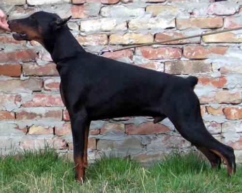 Sunny Salazar od Telepa | Black Doberman Pinscher