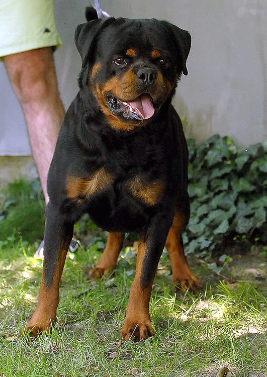 assterix coppersocks | Rottweiler 