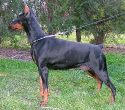 Junior Odi Opium od Telepa | Black Doberman Pinscher