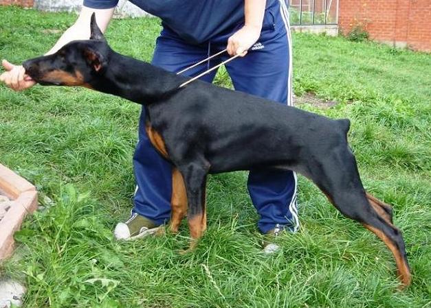 Kwin de Bella y Feliz Estrella | Black Doberman Pinscher