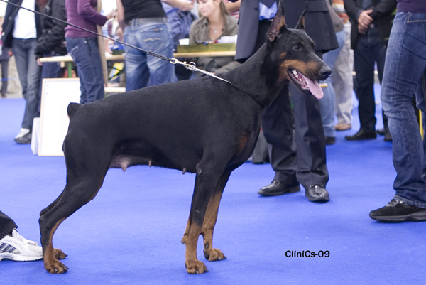 Ak-Yar Poema | Black Doberman Pinscher