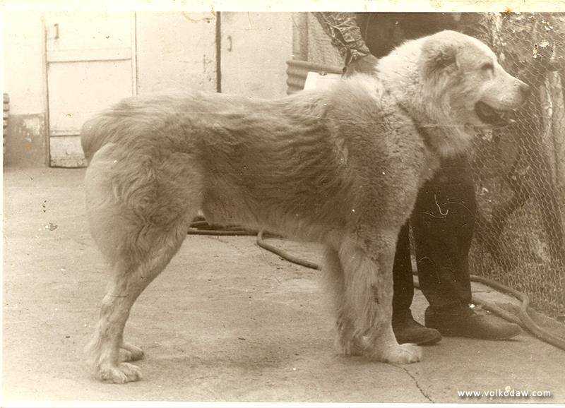 Babur Kyarizov | Central Asian Shepherd Dog 