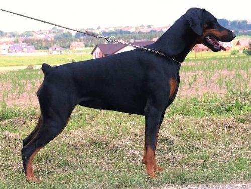 Gabby od Dvou Lvu | Black Doberman Pinscher