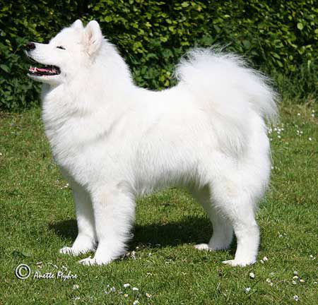 mamuska' her majesty xena | Samoyed 