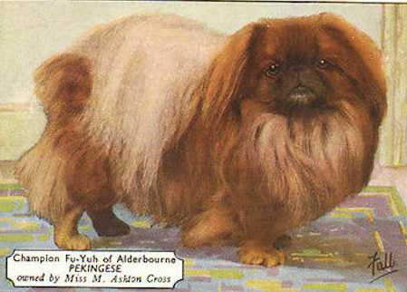 Fu-Yuh of Alderbourne | Pekingese 