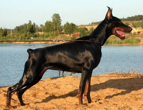 Modus Ost Riga Regal | Black Doberman Pinscher