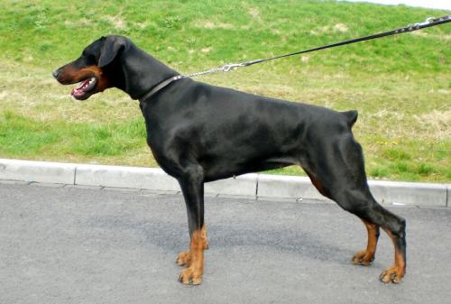 Amie Amour  du Sanctuaire des Erinnyes | Black Doberman Pinscher