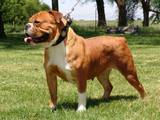 Joyful Acre's Dixie of Galbraith | Olde English Bulldogge 