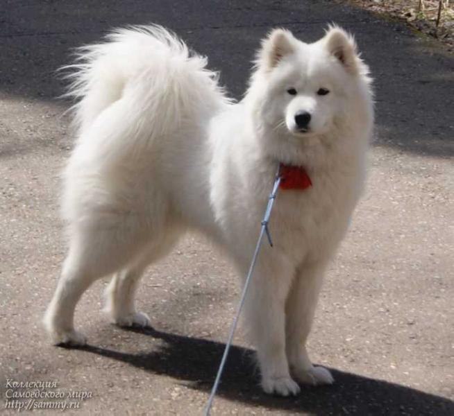 Wendy Cloud | Samoyed 