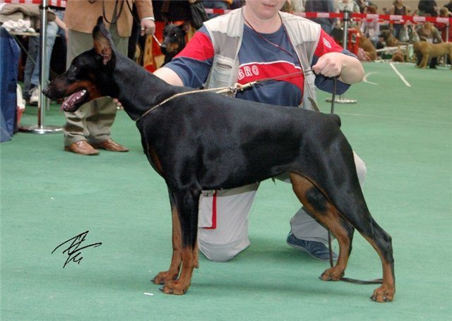 Zola Zofia de Bella y Feliz Estrella | Black Doberman Pinscher