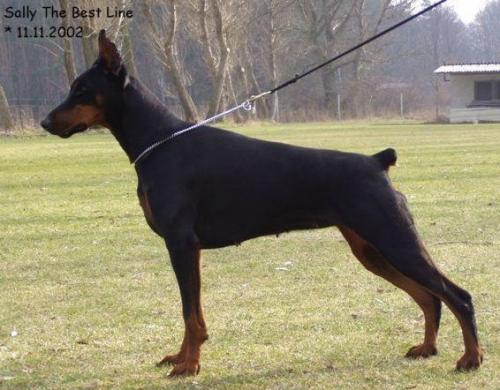 Sally the Best Line | Black Doberman Pinscher