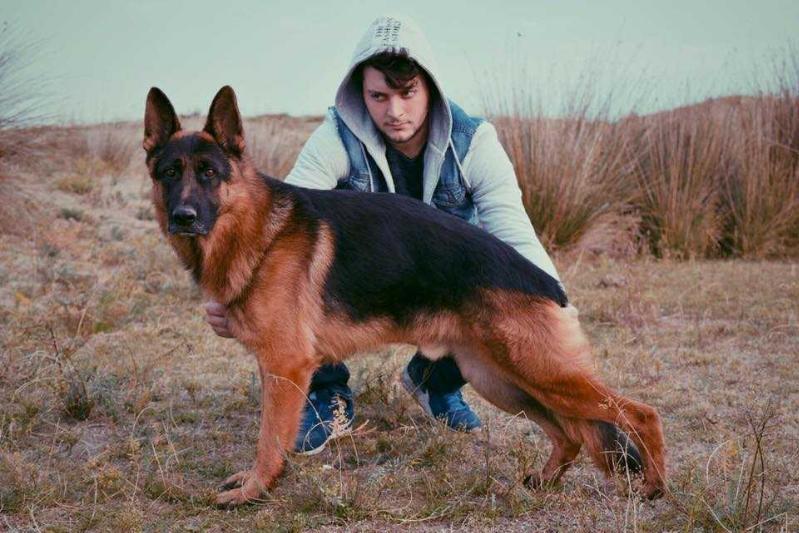 Maça Von SaSa Kennel | German Shepherd Dog 