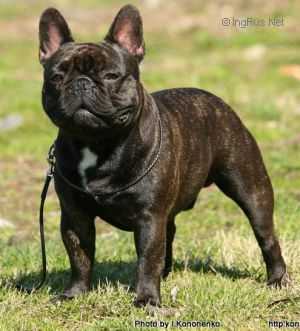 BLACK JACK IZ PALEVYH BULDOGOV | French Bulldog 