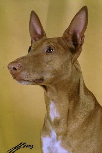 Amenhotep | Pharaoh Hound 