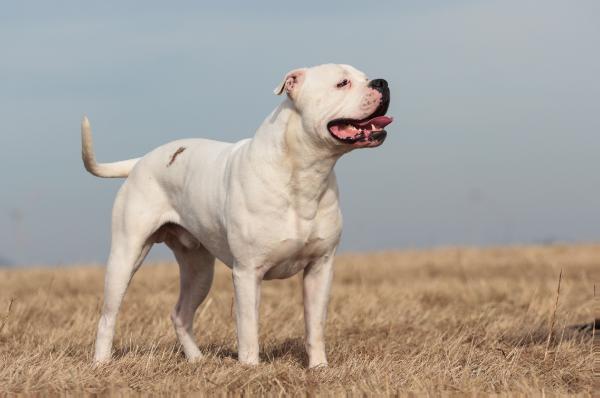 Proud Heroes Rolling Stone | American Bulldog 